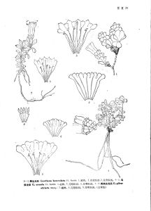 黃條紋龍膽 黃條紋龍膽