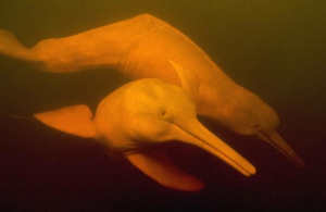 巨大水體成河豚完美家園