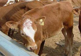 穆稜肉牛 穆稜肉牛