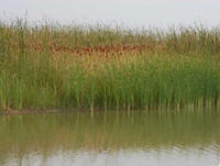 延慶鳥類濕地自然保護區