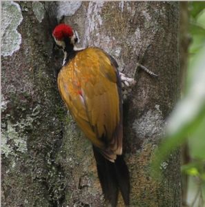 金背三趾啄木鳥