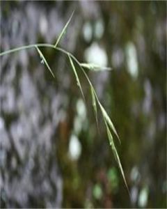 基隆短柄草 基隆短柄草