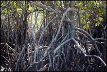 山口紅樹林國家級自然保護區