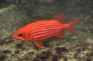 條紋金鱗魚 條紋金鱗魚