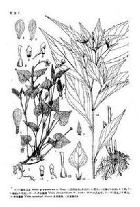 蓼葉堇菜 蓼葉堇菜