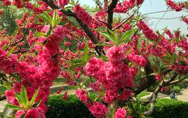 碧桃[植物名稱]