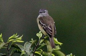 薩氏小霸鶲 薩氏小霸鶲