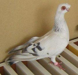 勾眼銀灰鴿 勾眼銀灰鴿