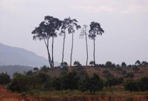紅崗勁松 紅崗勁松