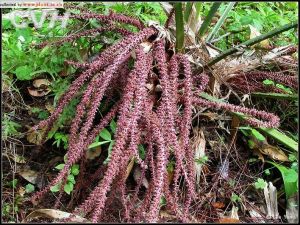 毛花軸櫚 毛花軸櫚