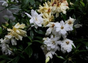 雀舌梔子 雀舌梔子