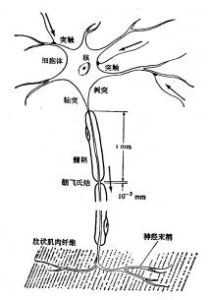 典型的神經
