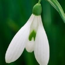 紐西蘭原生雪草 紐西蘭原生雪草