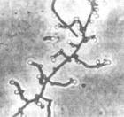 灰略紅小單孢菌 灰略紅小單孢菌