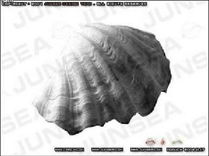 白斑線唇眼球貝 白斑線唇眼球貝