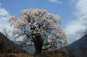 康定木蘭 康定木蘭