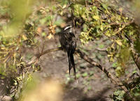 安第斯針尾雀 安第斯針尾雀