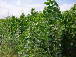 歐洲香楊 歐洲香楊