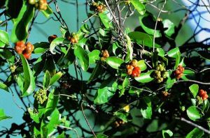 毛巴戟天（變種）