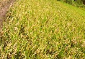 先農13號 先農13號