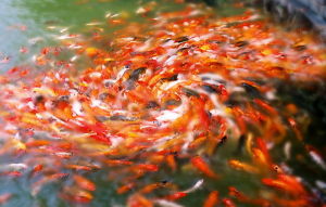 鄧博韜攝影作品