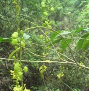 假尖蕊屬 假尖蕊屬