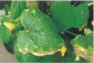 南瓜細菌性枯萎 南瓜細菌性枯萎