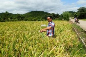 欣榮優5號 欣榮優5號