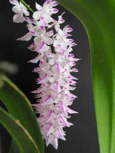 香花指甲蘭 香花指甲蘭