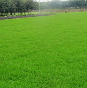 武漢草坪基地 武漢草坪基地