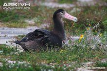 短尾信天翁4-繁殖生長