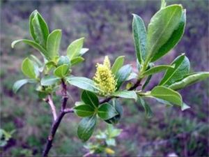 中國黃花柳 中國黃花柳