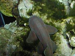 灰斑竹鯊