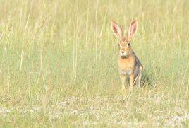 草原野兔