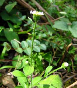 紅藍地花[紅藍地花]