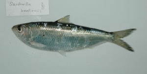 花蓮沙丁魚 花蓮沙丁魚