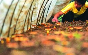 瓊中靈芝 瓊中靈芝