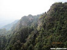 平樂縣源頭鎮山區石崖茶生長點