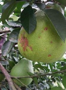 果樹枝潰瘍病 果樹枝潰瘍病