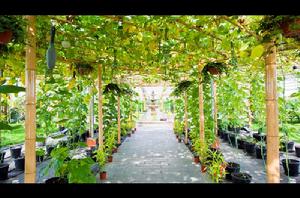 奇異瓜果長廊