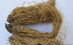 華細辛[華細辛]