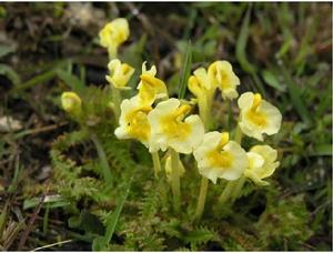 纖裂馬先蒿 纖裂馬先蒿