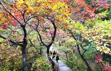 興隆山國家級自然保護區部分景色