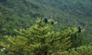 長苞冷杉 長苞冷杉