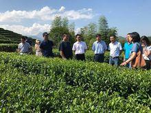 茶商參觀龍泉金觀音生產地區