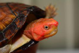 紅面泥龜 紅面泥龜