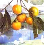 新昌牛心柿 新昌牛心柿