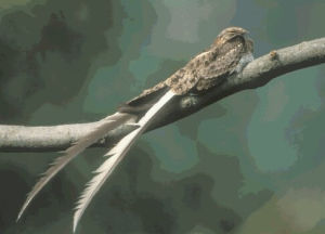 纓翅夜鷹 纓翅夜鷹