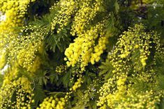 貝利氏相思 貝利氏相思