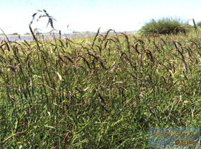 披鹼草屬 披鹼草屬